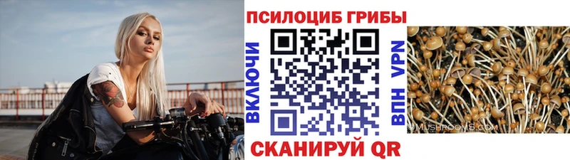 Псилоцибиновые грибы Psilocybine cubensis Ишим